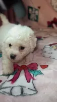 Betty White , a female Bichon Frise for sale in Eatontown, NJ – 4 of 5