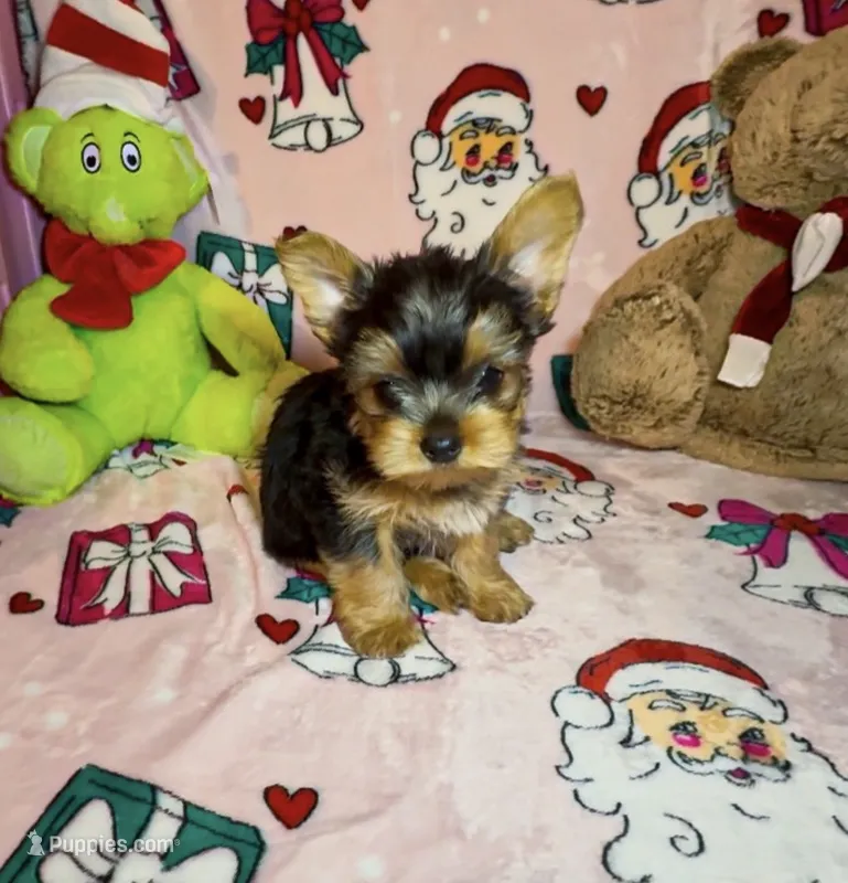Teddie – Yorkshire Terrier puppy for sale in Eatontown, NJ