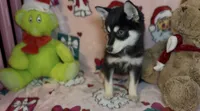 Toy Pomsky Arya, a female Pomsky for sale in Eatontown, NJ – 2 of 5