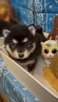 Koda, a male Pomsky for sale in Eatontown, NJ – 3 of 3