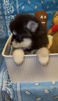 Loki, a male Pomsky for sale in Eatontown, NJ – 4 of 10