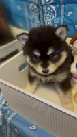 Loki, a male Pomsky for sale in Eatontown, NJ – 7 of 10