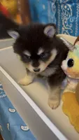 Loki, a male Pomsky for sale in Eatontown, NJ – 2 of 10
