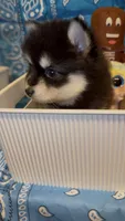 Loki, a male Pomsky for sale in Eatontown, NJ – 6 of 10