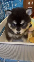 Loki, a male Pomsky for sale in Eatontown, NJ – 3 of 10