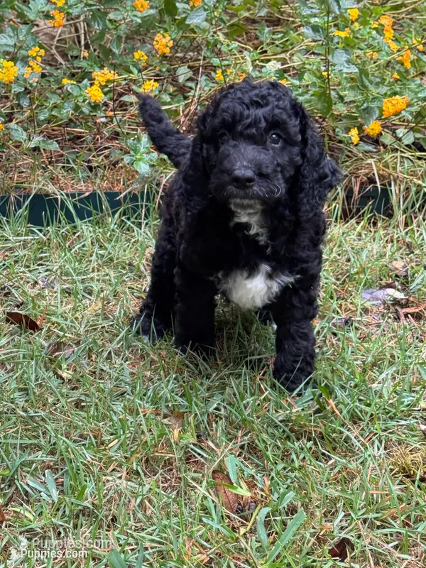 Socks – Labradoodle puppy for sale in New Braunfels, TX