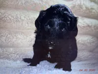 Flower, a female Labradoodle and Miniature Labradoodle for sale in New Braunfels, TX – Photo 2 of 3