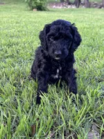 Flower, a female Labradoodle for sale in New Braunfels, TX – Photo 6 of 10