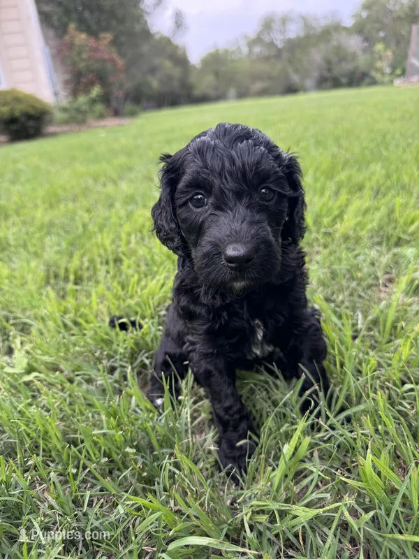 Flower – Labradoodle, Miniature Labradoodle puppy for sale in New Braunfels, TX