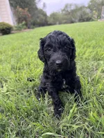 Flower, a female Labradoodle for sale in New Braunfels, TX – Photo 4 of 10