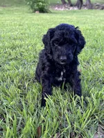 Flower, a female Labradoodle for sale in New Braunfels, TX – Photo 5 of 10