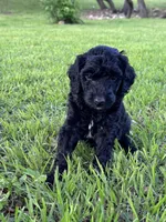 Flower, a female Labradoodle for sale in New Braunfels, TX – Photo 2 of 10