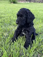Flower, a female Labradoodle for sale in New Braunfels, TX – Photo 3 of 10