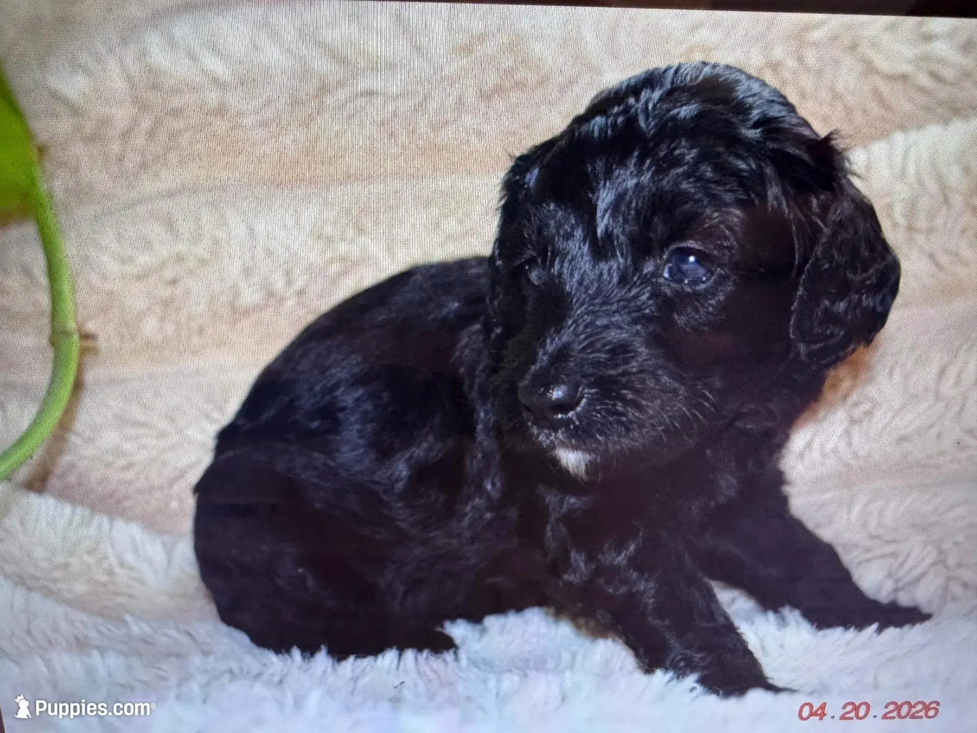 Flower, a female Labradoodle for sale in New Braunfels, TX – Photo 9 of 10