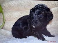 Flower, a female Labradoodle and Miniature Labradoodle for sale in New Braunfels, TX – Photo 1 of 3