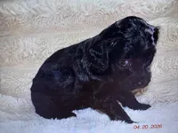 Flower, a female Labradoodle and Miniature Labradoodle for sale in New Braunfels, TX – Photo 3 of 3