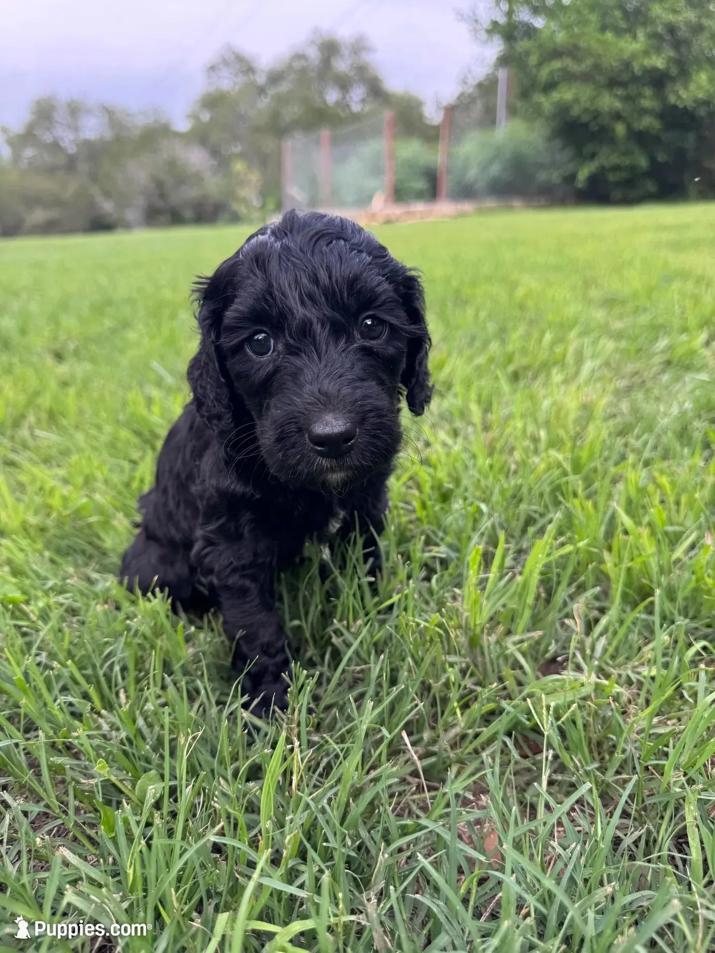 Flower, a female Labradoodle for sale in New Braunfels, TX – Photo 7 of 10
