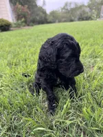 Flower, a female Labradoodle for sale in New Braunfels, TX – Photo 8 of 10