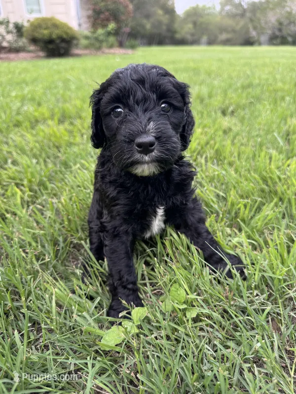 April – Labradoodle, Miniature Labradoodle puppy for sale in New Braunfels, TX