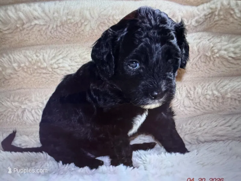 April – Labradoodle, Miniature Labradoodle puppy for sale in New Braunfels, TX