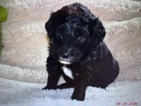 April, a female Labradoodle and Miniature Labradoodle for sale in New Braunfels, TX – Photo 2 of 2