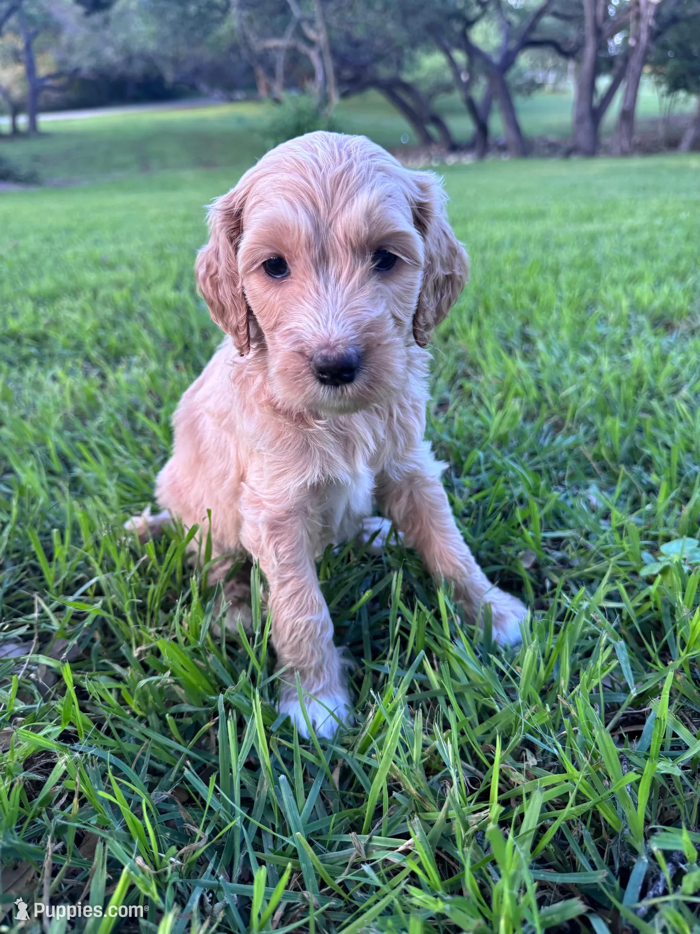 Honey, a female Labradoodle for sale in New Braunfels, TX – Photo 3 of 8