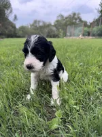 Paris, a female Labradoodle for sale in New Braunfels, TX – Photo 7 of 10