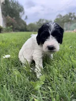 Paris, a female Labradoodle for sale in New Braunfels, TX – Photo 6 of 10