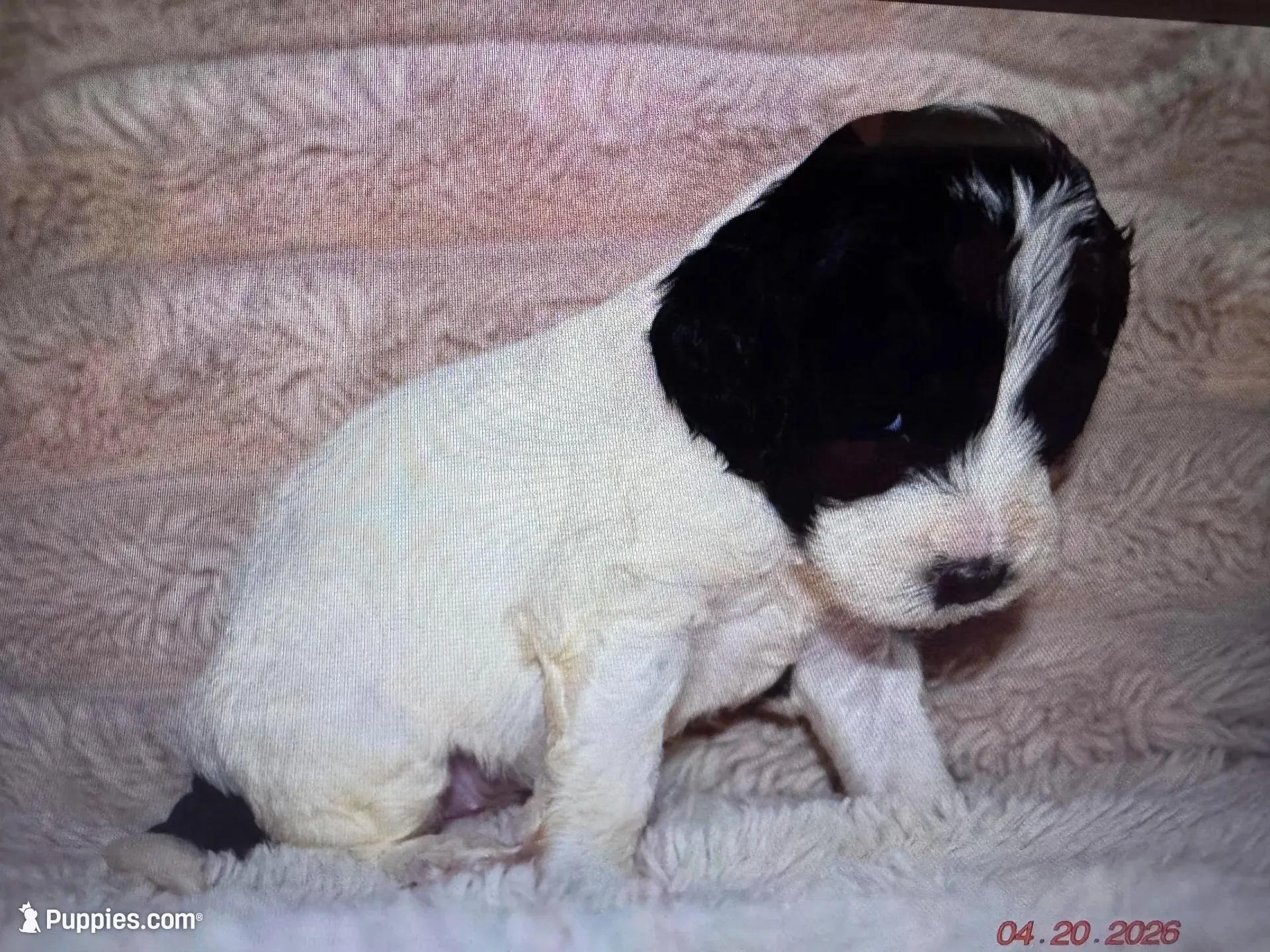 Paris, a female Labradoodle for sale in New Braunfels, TX – Photo 9 of 10