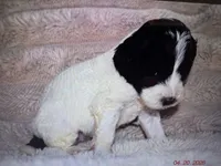 Paris, a female Labradoodle and Miniature Labradoodle for sale in New Braunfels, TX – Photo 3 of 3