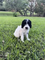 Paris, a female Labradoodle for sale in New Braunfels, TX – Photo 3 of 10
