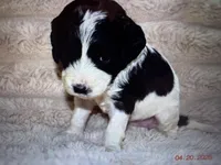 Paris, a female Labradoodle and Miniature Labradoodle for sale in New Braunfels, TX – Photo 1 of 3
