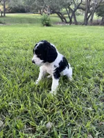 Paris, a female Labradoodle for sale in New Braunfels, TX – Photo 4 of 10