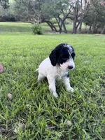 Paris, a female Labradoodle for sale in New Braunfels, TX – Photo 2 of 10