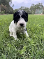 Paris, a female Labradoodle for sale in New Braunfels, TX – Photo 8 of 10