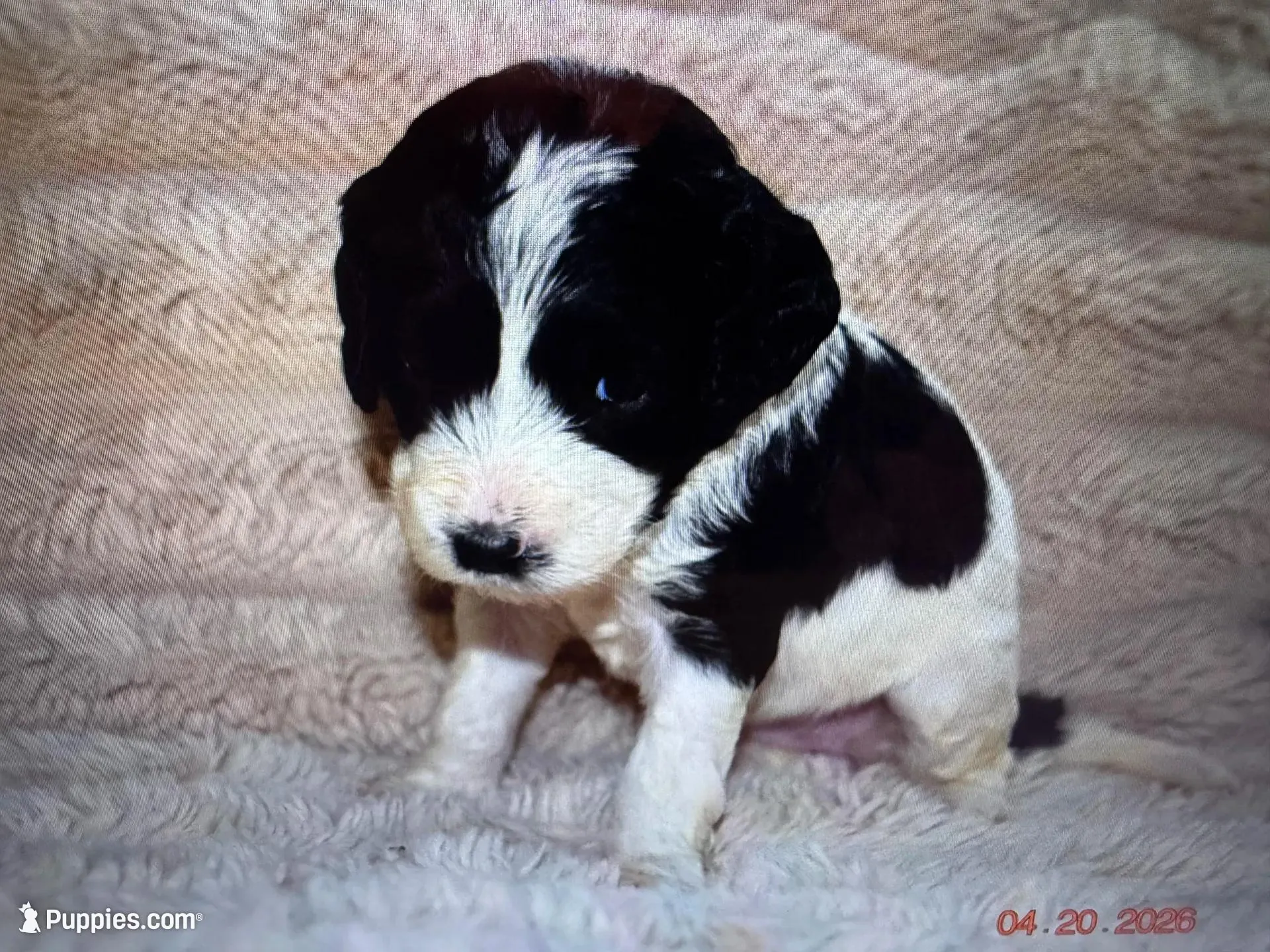 Paris, a female Labradoodle for sale in New Braunfels, TX – Photo 10 of 10
