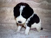 Paris, a female Labradoodle and Miniature Labradoodle for sale in New Braunfels, TX – Photo 2 of 3