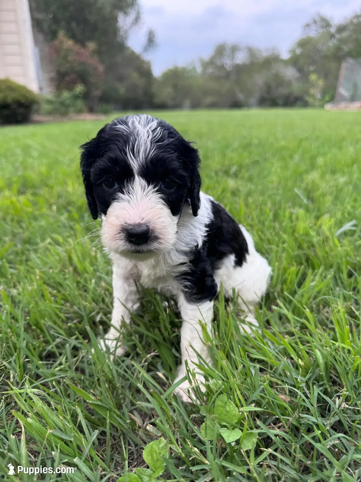 Paris, a female Labradoodle for sale in New Braunfels, TX – Photo 5 of 10