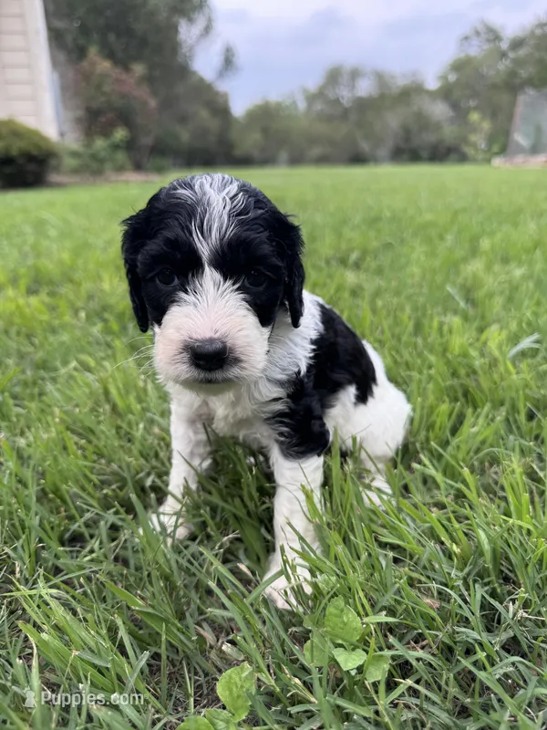 Paris – Labradoodle, Miniature Labradoodle puppy for sale in New Braunfels, TX