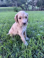 Honey, a female Labradoodle for sale in New Braunfels, TX – Photo 4 of 8