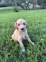 Honey, a female Labradoodle for sale in New Braunfels, TX – Photo 2 of 8