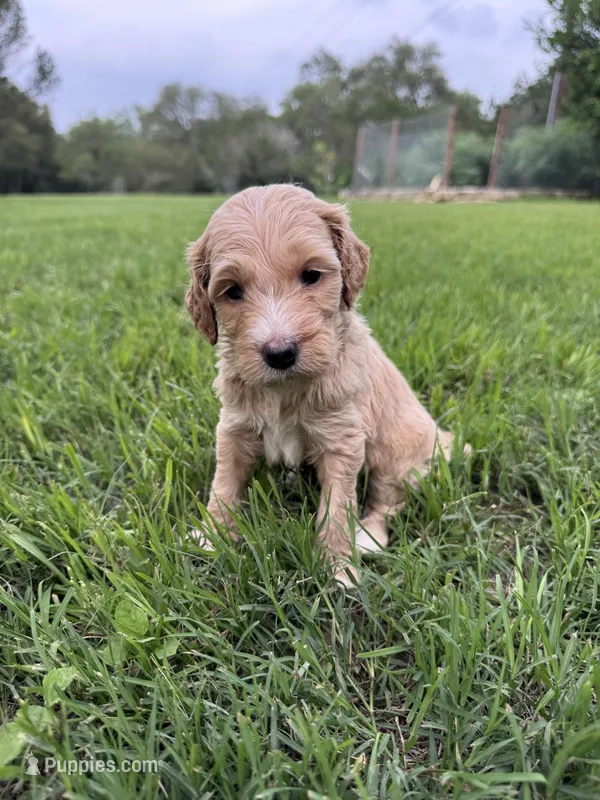 Honey – Labradoodle, Miniature Labradoodle puppy for sale in New Braunfels, TX