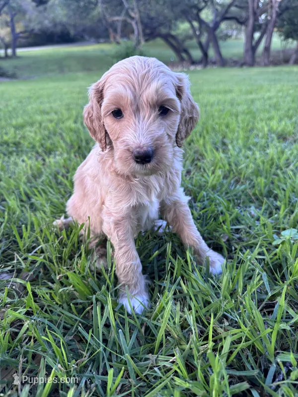 Honey – Labradoodle puppy for sale in New Braunfels, TX