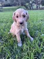 Honey, a female Labradoodle for sale in New Braunfels, TX – Photo 1 of 8