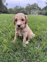 Honey, a female Labradoodle for sale in New Braunfels, TX – Photo 7 of 8