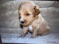 Honey, a female Labradoodle and Miniature Labradoodle for sale in New Braunfels, TX – Photo 1 of 3