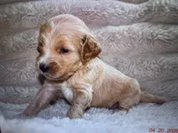 Honey, a female Labradoodle and Miniature Labradoodle for sale in New Braunfels, TX – Photo 2 of 3