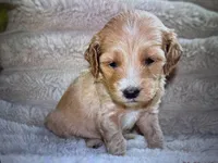 Honey, a female Labradoodle and Miniature Labradoodle for sale in New Braunfels, TX – Photo 3 of 3