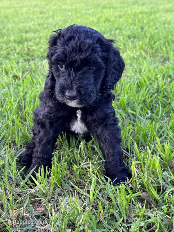 April – Labradoodle, Miniature Labradoodle puppy for sale in New Braunfels, TX