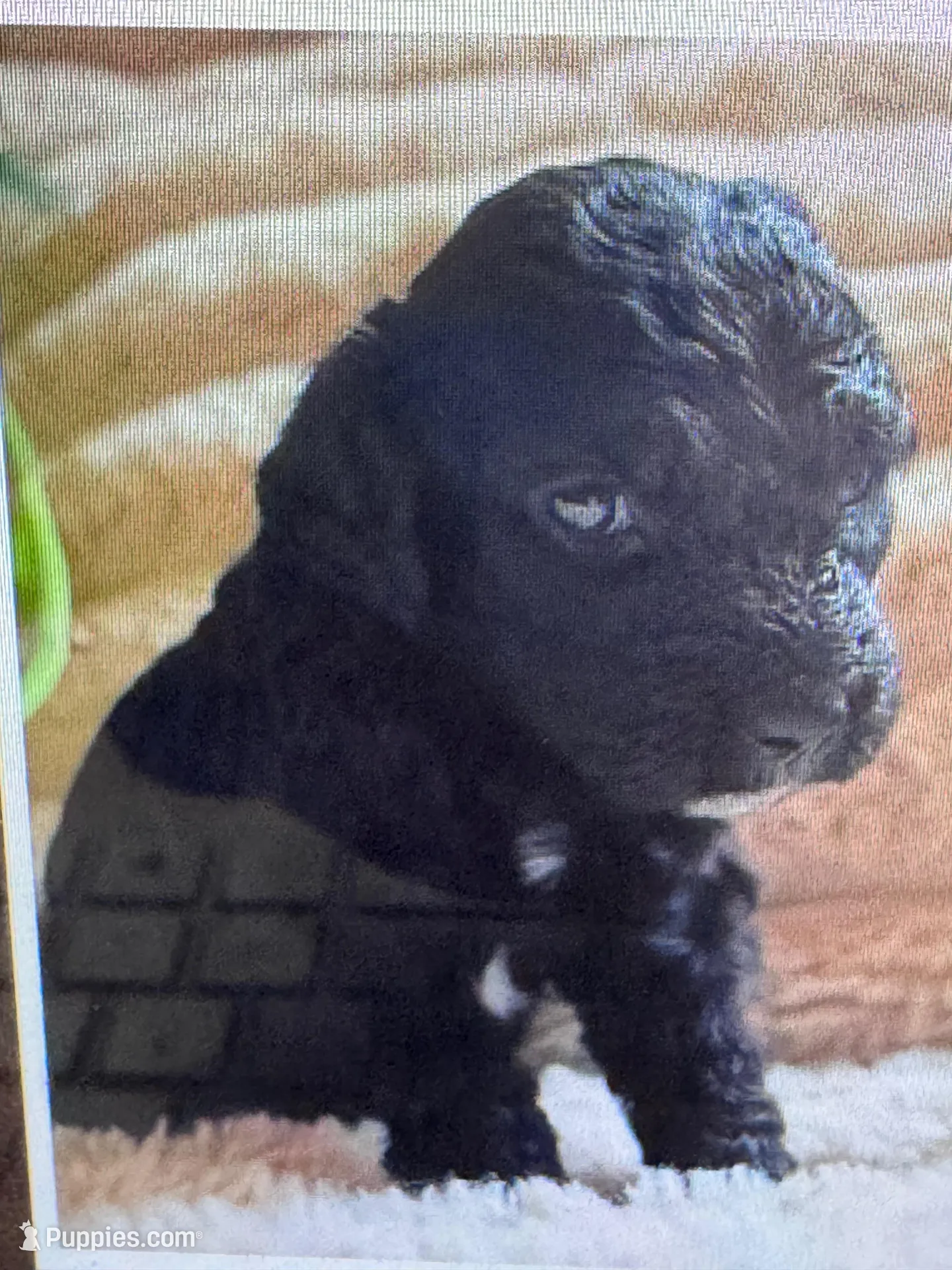 Coal, a male Labradoodle and Miniature Labradoodle for sale in New Braunfels, TX – Photo 2 of 2